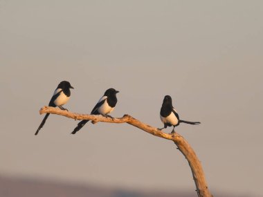 Magpie, Pica pica, İspanya, Şubat 2025