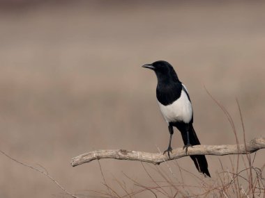 Magpie, Pica pica, şubedeki tek kuş, İspanya, Şubat 2025