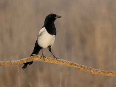 Magpie, Pica pica, şubedeki tek kuş, İspanya, Şubat 2025