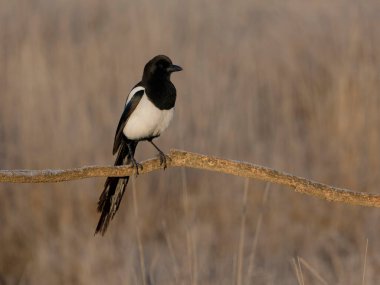 Magpie, Pica pica, şubedeki tek kuş, İspanya, Şubat 2025