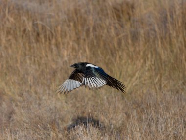 Magpie, Pica pica, uçan tek kuş, İspanya, Şubat 2025