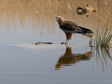Marsh Harrier, Circus aeruginosus, İspanya, Şubat 2025 'te su kenarında yaşayan tek erkek kuş.