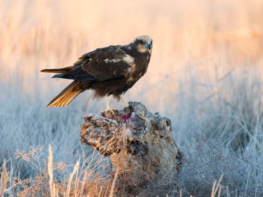 Marsh Harrier, Circus aeruginosus, İspanya 'da şubat 2025' te tek bir dişi kuş.