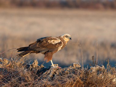 Marsh Harrier, Circus aeruginosus, İspanya 'da tek bir dişi kuş, Şubat 2025