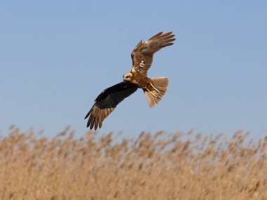 Marsh Harrier, Circus aeruginosus, İspanya 'da uçan tek dişi kuş, Şubat 2025