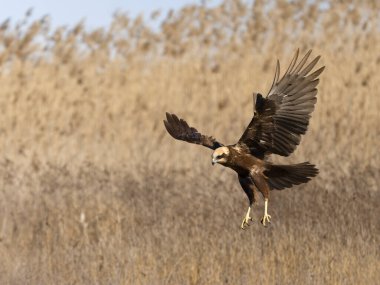 Marsh Harrier, Circus aeruginosus, İspanya 'da uçan tek dişi kuş, Şubat 2025