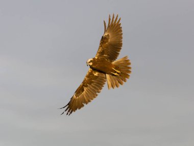 Marsh Harrier, Circus aeruginosus, İspanya 'da uçan tek dişi kuş, Şubat 2025