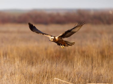 Marsh Harrier, Circus aeruginosus, İspanya 'da uçan tek dişi kuş, Şubat 2025