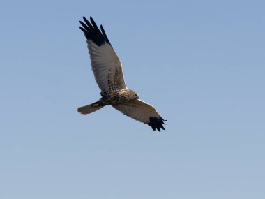 Marsh Harrier, Circus aeruginosus, İspanya 'da uçan tek erkek kuş, Şubat 2025