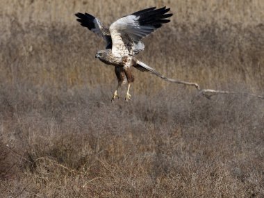 Marsh Harrier, Circus aeruginosus, İspanya 'da uçan tek erkek kuş, Şubat 2025