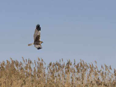 Marsh Harrier, Circus aeruginosus, İspanya 'da uçan tek erkek kuş, Şubat 2025