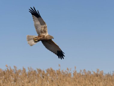 Marsh Harrier, Circus aeruginosus, İspanya 'da uçan tek erkek kuş, Şubat 2025