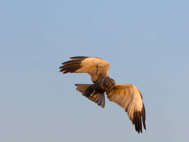 Marsh Harrier, Circus aeruginosus, İspanya 'da uçan tek erkek kuş, Şubat 2025