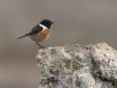 Stonechat, Saxicola rubicola, İspanya, Şubat 2025