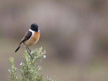 Stonechat, Saxicola rubicola, şubat 2025, İspanya 'da tek erkek kuş.