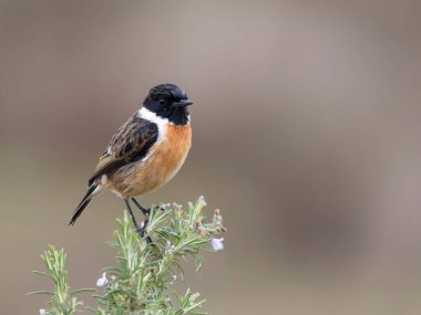 Stonechat, Saxicola rubicola, şubat 2025, İspanya 'da tek erkek kuş.