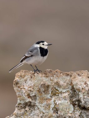 Beyaz kuyruk, Motacilla alba, Kayadaki tek kuş, İspanya, Şubat 2025
