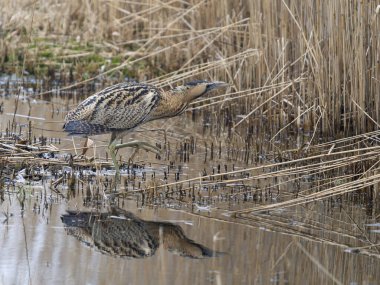 Bittern, Botaurus stellaris, sazlıkta su kenarında tek bir kuş,