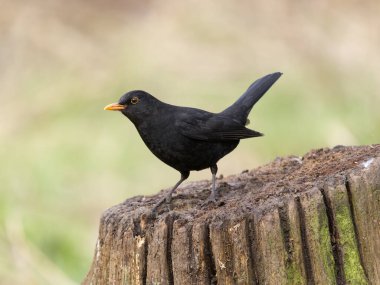 Blackbird, Turdus Merula, Seyir defterindeki tek erkek kuş, Warwickshire, Şubat 2025