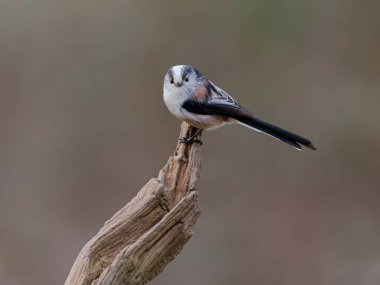 Long-tailed tit, Aegithalos caudatus, single bird on branch, Warwickshire, February 2025