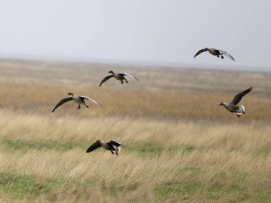 Pink-footed geese, Anser brachyrhynchus, Group of birds in flight, Lancashire, Februaty 2025 clipart