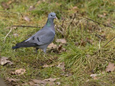 Güvercin stoğu, Columba oenas, yerde tek kuş, Warwickshire, Şubat 2025