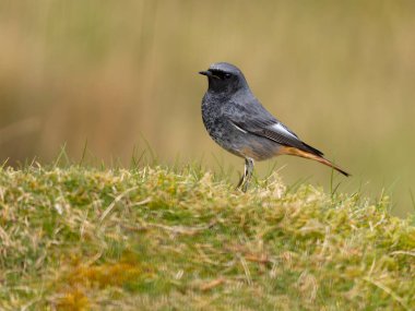 Siyah kızılay, Phoenicurus ochruros, tek kuş yerde, Galler, Mart 2025