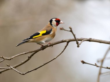 Goldfinch, Carduelis carduelis, tek kuş, Wales, Mart 2025