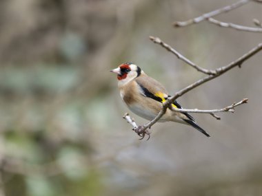 Goldfinch, Carduelis carduelis, tek kuş, Wales, Mart 2025