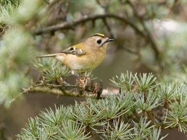 Goldcrest, Regulus regulus, şubedeki tek kuş, Büyük Londra, Mart 2025 