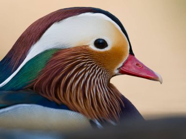 Mandarin ördeği, Aix galericulata. Büyük Londra, Mart 2025. 