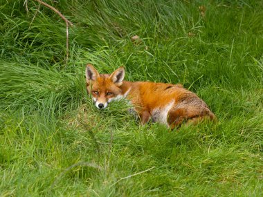 Kızıl Tilki, Vulpes vulpes, çimenlerin üzerinde tek memeli, Büyük Londra, Mart 2025 