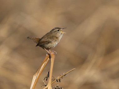 Wren, Troglodit trogloditleri, parantez içinde öten tek kuş, Büyük Londra, Mart 2025 