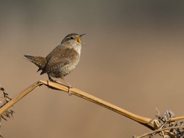 Wren, Troglodit trogloditleri, parantez içinde öten tek kuş, Büyük Londra, Mart 2025 