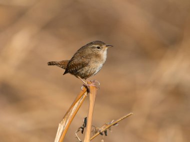 Wren, Troglodit trogloditleri, tek bir kuş, Büyük Londra, Mart 2025 