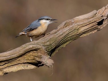 Nuthatch, Sitta europaea, tek kollu kuş, Warwickshire, Mart 2025
