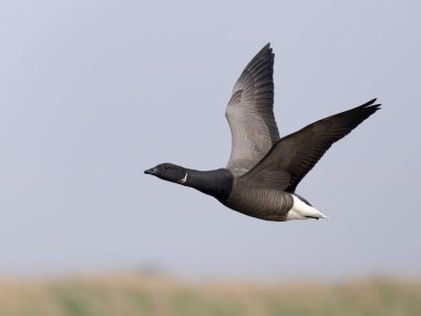 Brent Goose, Branta Bernicla, Uçan tek kuş, Norfolk, Mart 2025