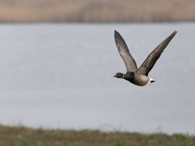 Brent Goose, Branta Bernicla, Uçan tek kuş, Norfolk, Mart 2025