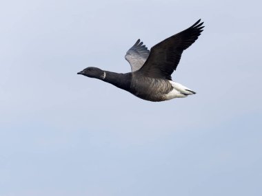 Brent Goose, Branta Bernicla, Uçan tek kuş, Norfolk, Mart 2025