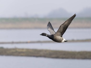 Brent Goose, Branta Bernicla, Uçan tek kuş, Norfolk, Mart 2025