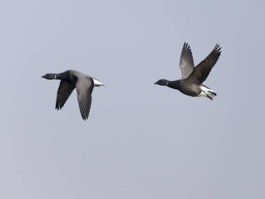 Brent Goose, Branta Bernicla, Uçan iki kuş, Norfolk, Mart 2025