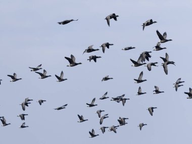 Brent Goose, Branta Bernicla, Uçuş Grubu, Norfolk, Mart 2025