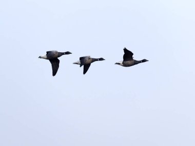 Brent Goose, Branta Bernicla, Üç kuş uçuyor, Norfolk, Mart 2025