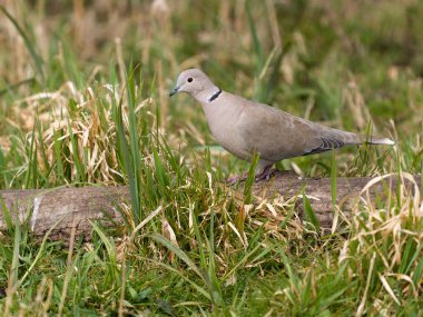 Yakalı güvercin, Streptopelia dekaokto, kütükteki tek kuş, Suffolk, Mart 2025