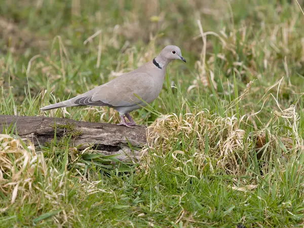 Yakalı güvercin, Streptopelia dekaokto, kütükteki tek kuş, Suffolk, Mart 2025