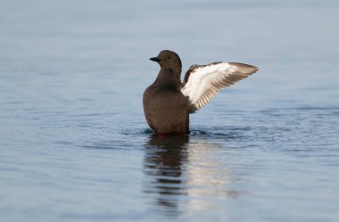 Siyah Guillemot, Cepphus grylle, su üzerinde tek kuş, İskoçya, Nisan 2025