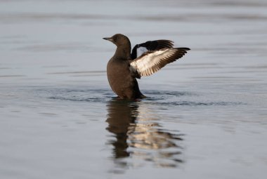 Siyah Guillemot, Cepphus grylle, su üzerinde tek kuş, İskoçya, Nisan 2025