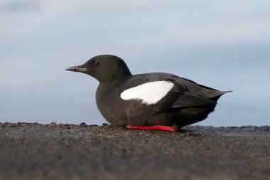 Siyah Guillemot, Cepphus grylle, Tekne rampasında tek kuş, İskoçya, Nisan 2025