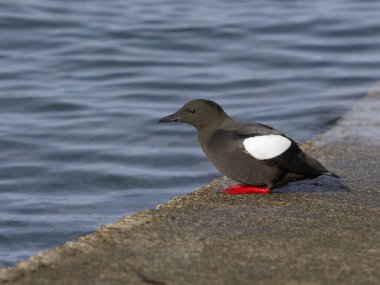 Siyah Guillemot, Cepphus grylle, Tekne rampasında tek kuş, İskoçya, Nisan 2025