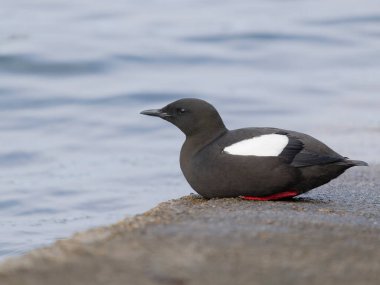 Siyah Guillemot, Cepphus grylle, Tekne rampasında tek kuş, İskoçya, Nisan 2025